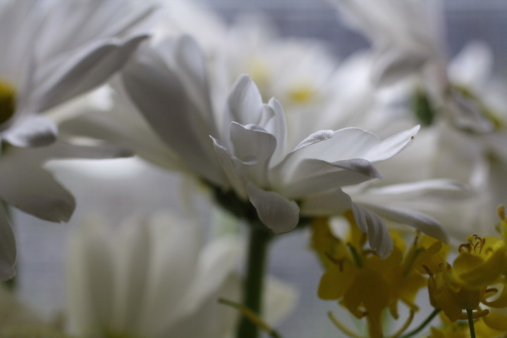 white daisy, san luis obispo